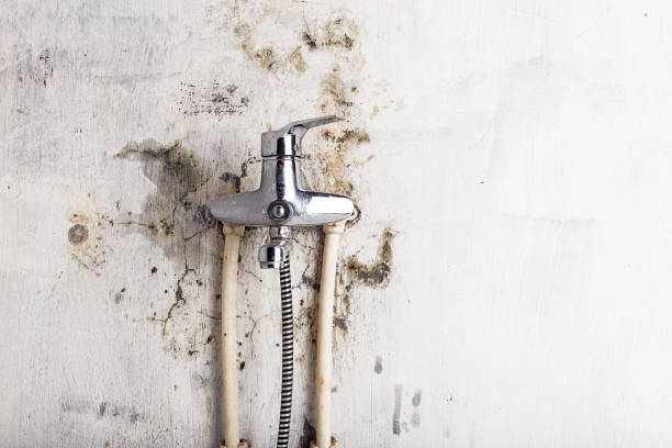 Best Certified Mold Removal  in Sandstone, MN