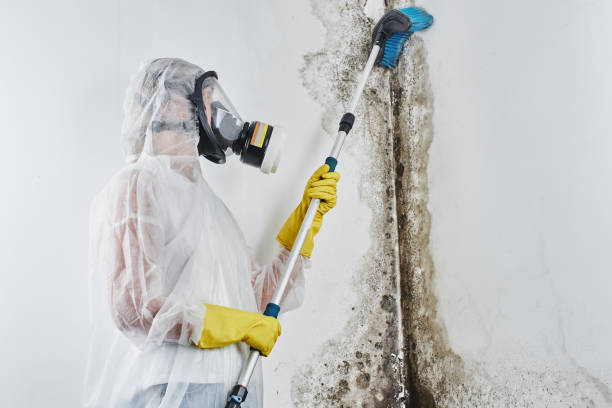 Best Toxic Mold Removal  in Sandstone, MN