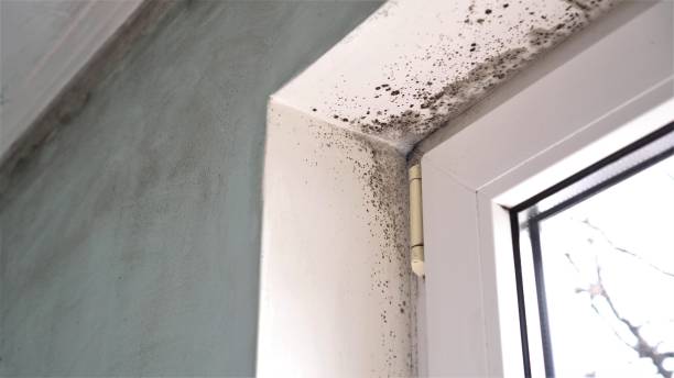 Best Mold Removal Company Near Me  in Sandstone, MN