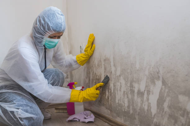 Sandstone, MN Mold Removal Company
