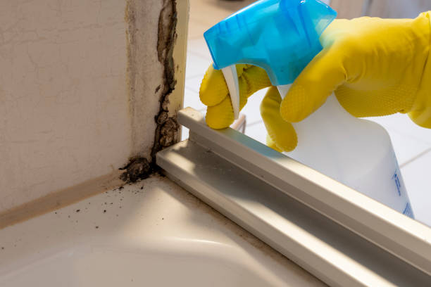Best Home Mold Removal  in Sandstone, MN