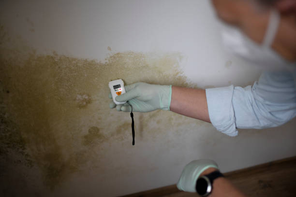 Best Mold Remediation  in Sandstone, MN