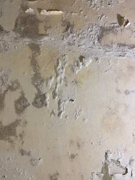 Best Emergency Mold Removal  in Sandstone, MN