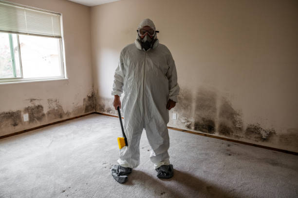 Best Mold Remediation Services  in Sandstone, MN