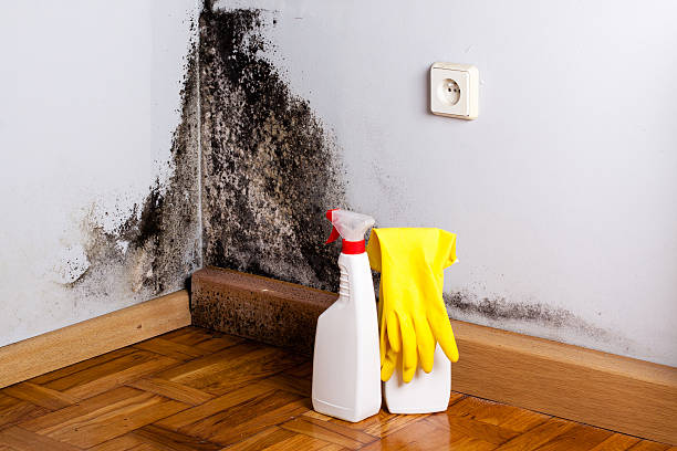 Best Fast Mold Removal  in Sandstone, MN