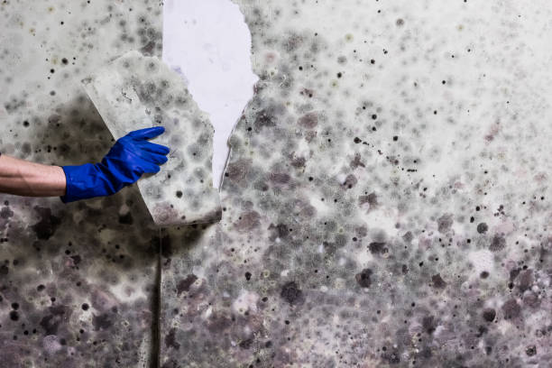 Best Mold Testing  in Sandstone, MN