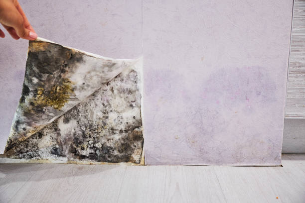 Best Attic Mold Removal  in Sandstone, MN